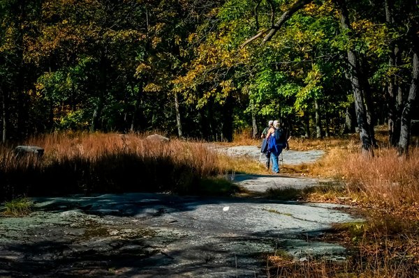 Quels sont les effets bénéfiques de la marche nordique sur la santé cardiovasculaire des seniors ?
